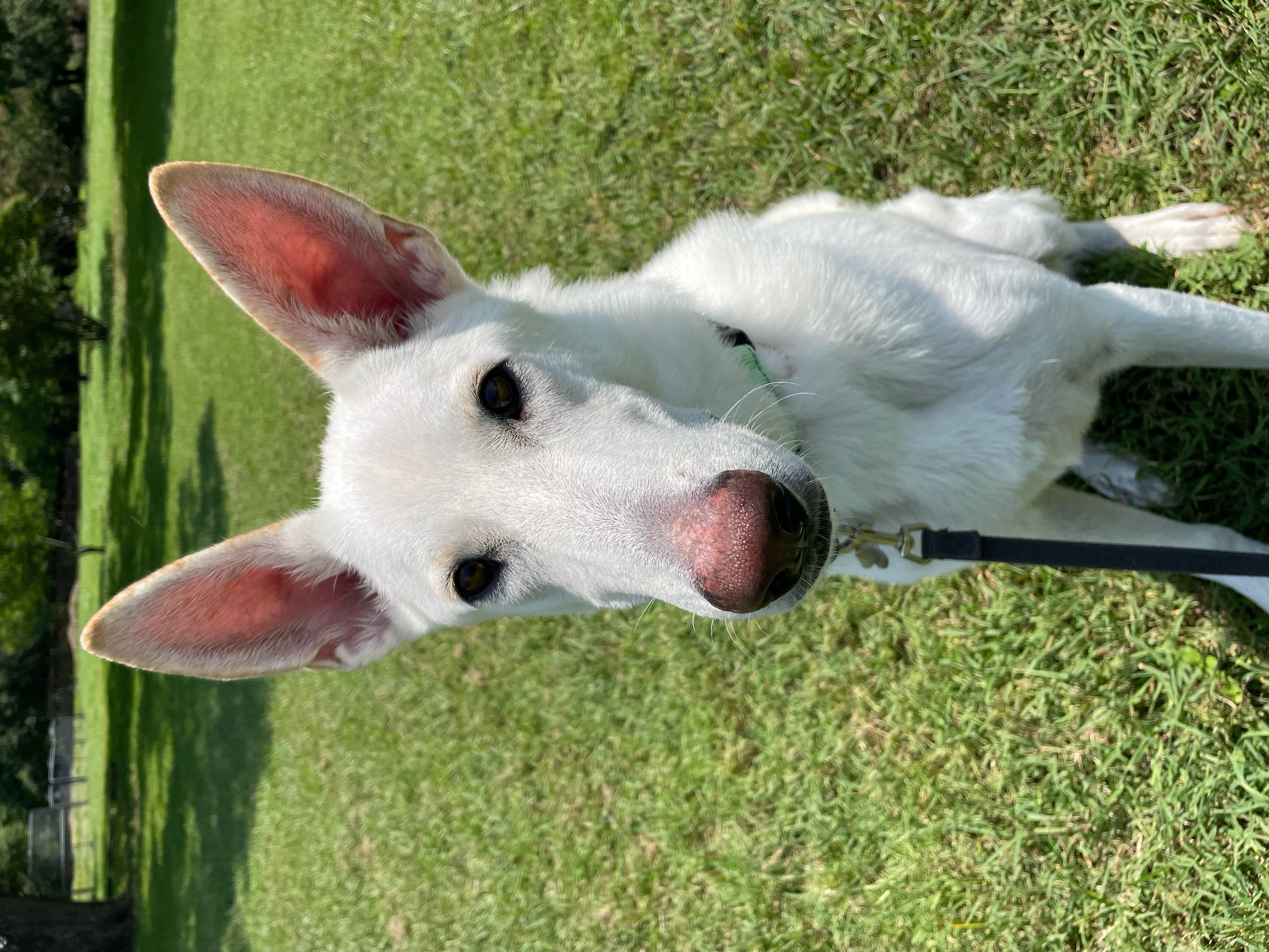 Daggry photo 5