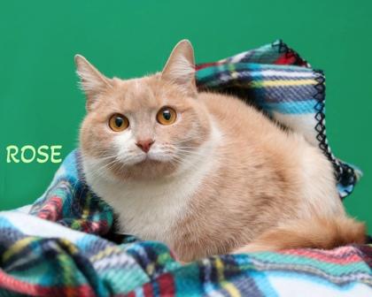 Rose, Adoptable, Adult Female Domestic Short Hair & Domestic Short Hair.