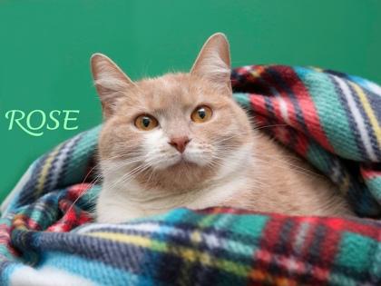 Rose, a Adoptable mixed breed in Parma, OH image 2/2