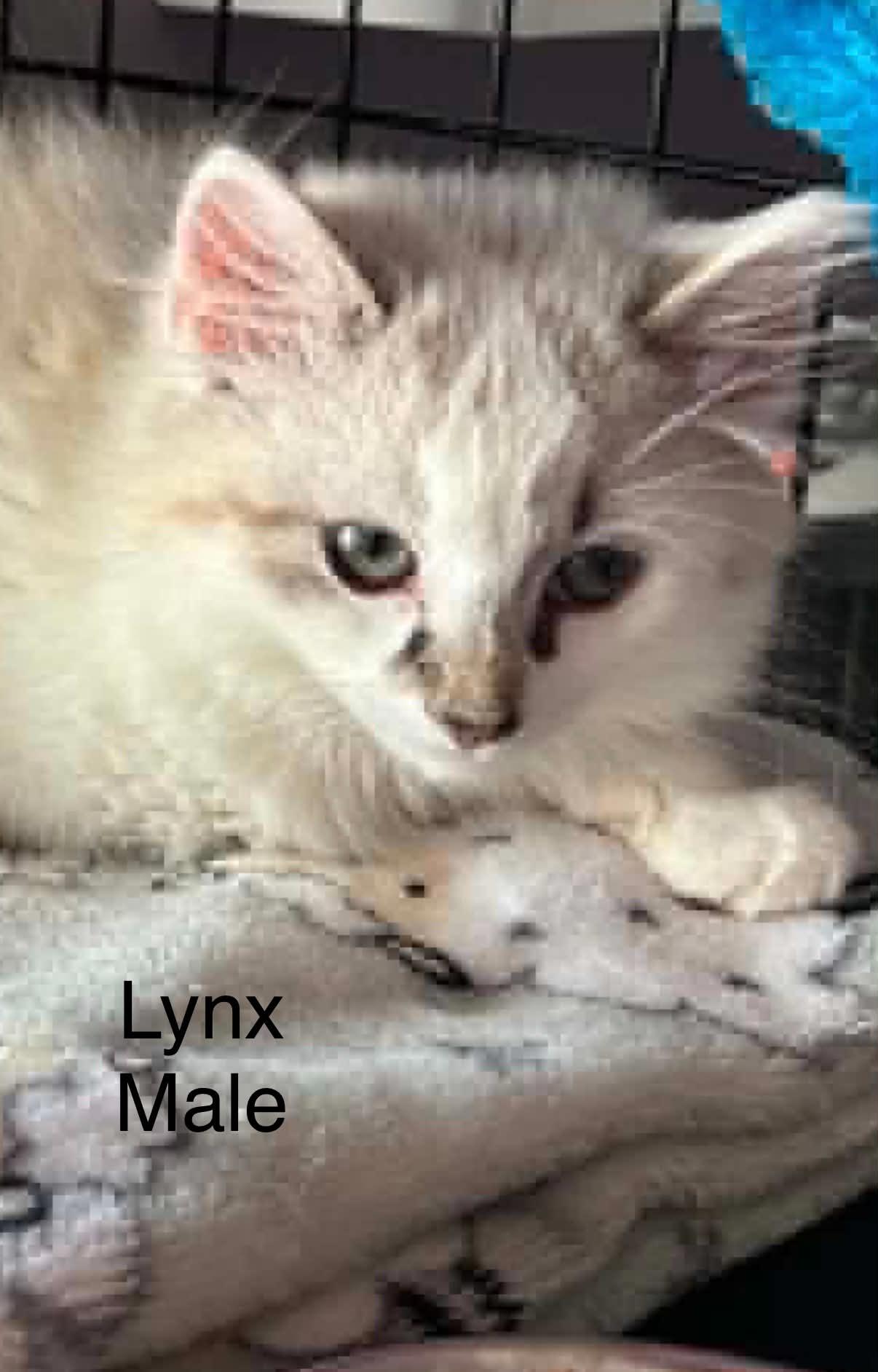 Enlarge Lynx, an adopted mixed breed in Tehachapi, CA image 3/4