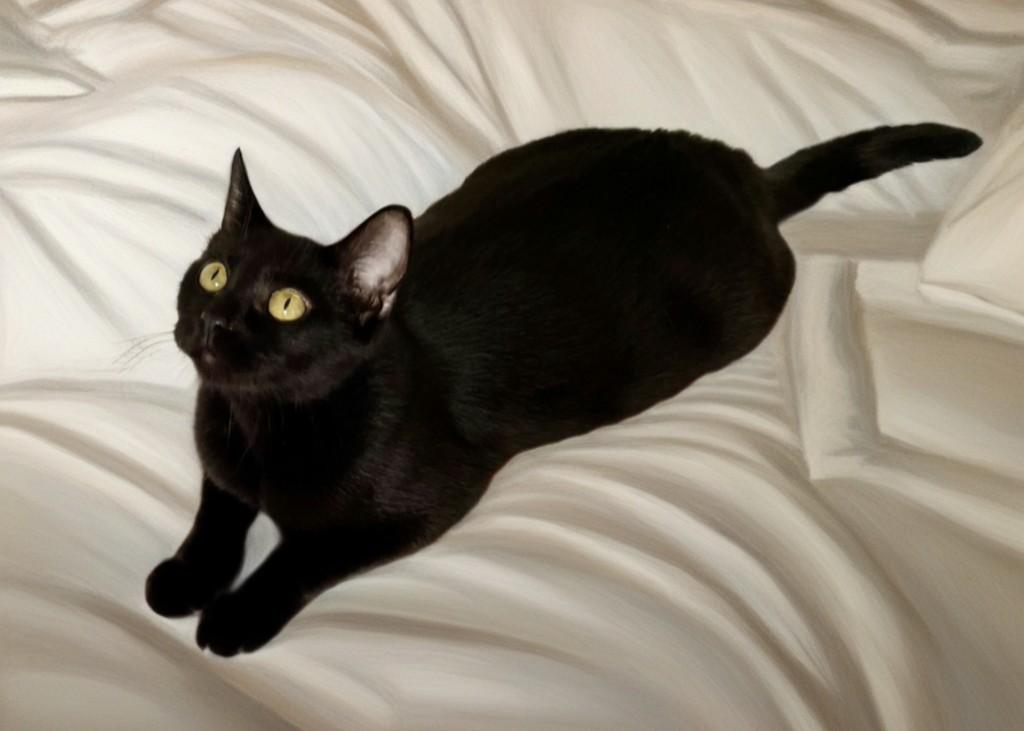 Enlarge Jaggy, a Adoptable Domestic Short Hair in Houston, TX image 2/2