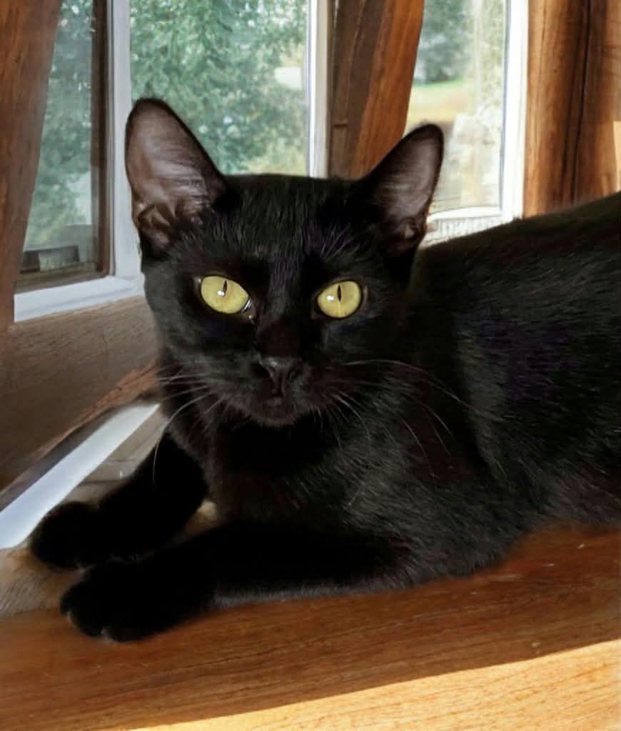 Jaggy, Adoptable, Young Female Domestic Short Hair.