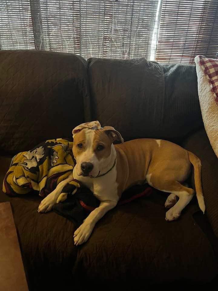 Enlarge Meatball, a ADOPTABLE mixed breed in Homer Glen, IL image 2/3