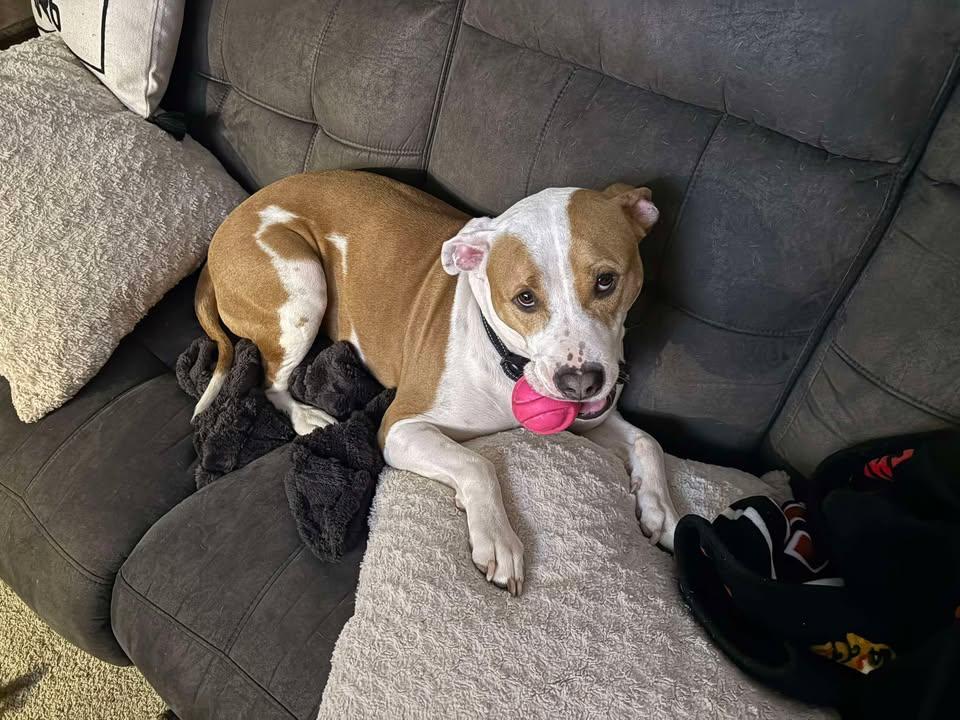 Meatball, ADOPTABLE, Adult Male Pit Bull Terrier.