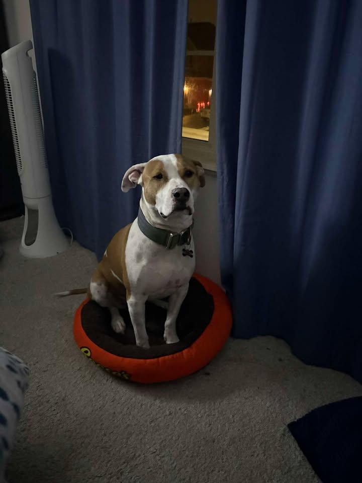 Enlarge Meatball, a ADOPTABLE mixed breed in Homer Glen, IL image 3/3