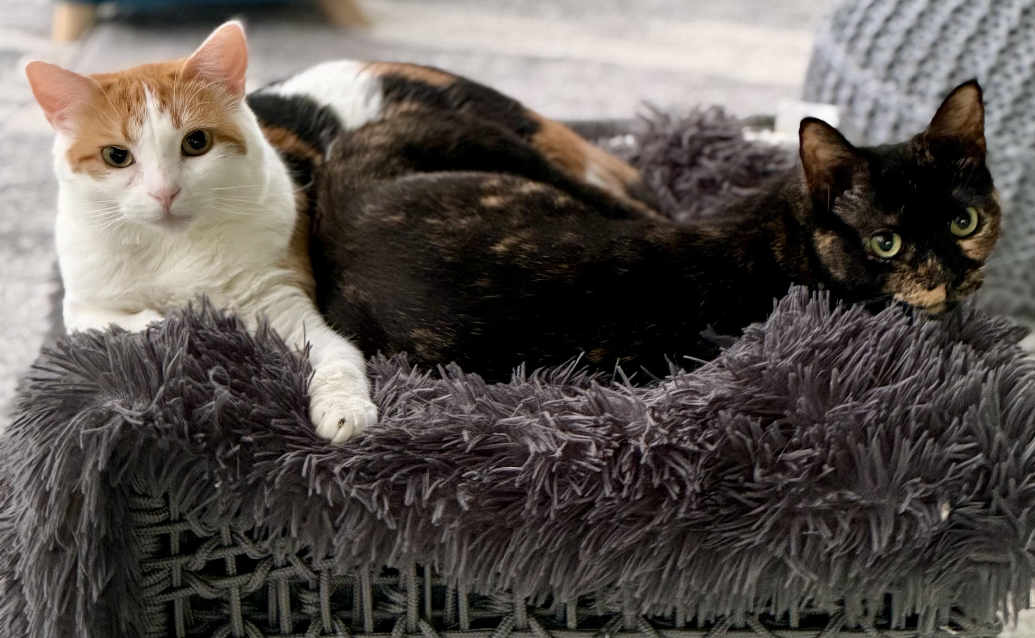 Enlarge Maxine, an adoptable Domestic Short Hair in Dover, DE image 3/4