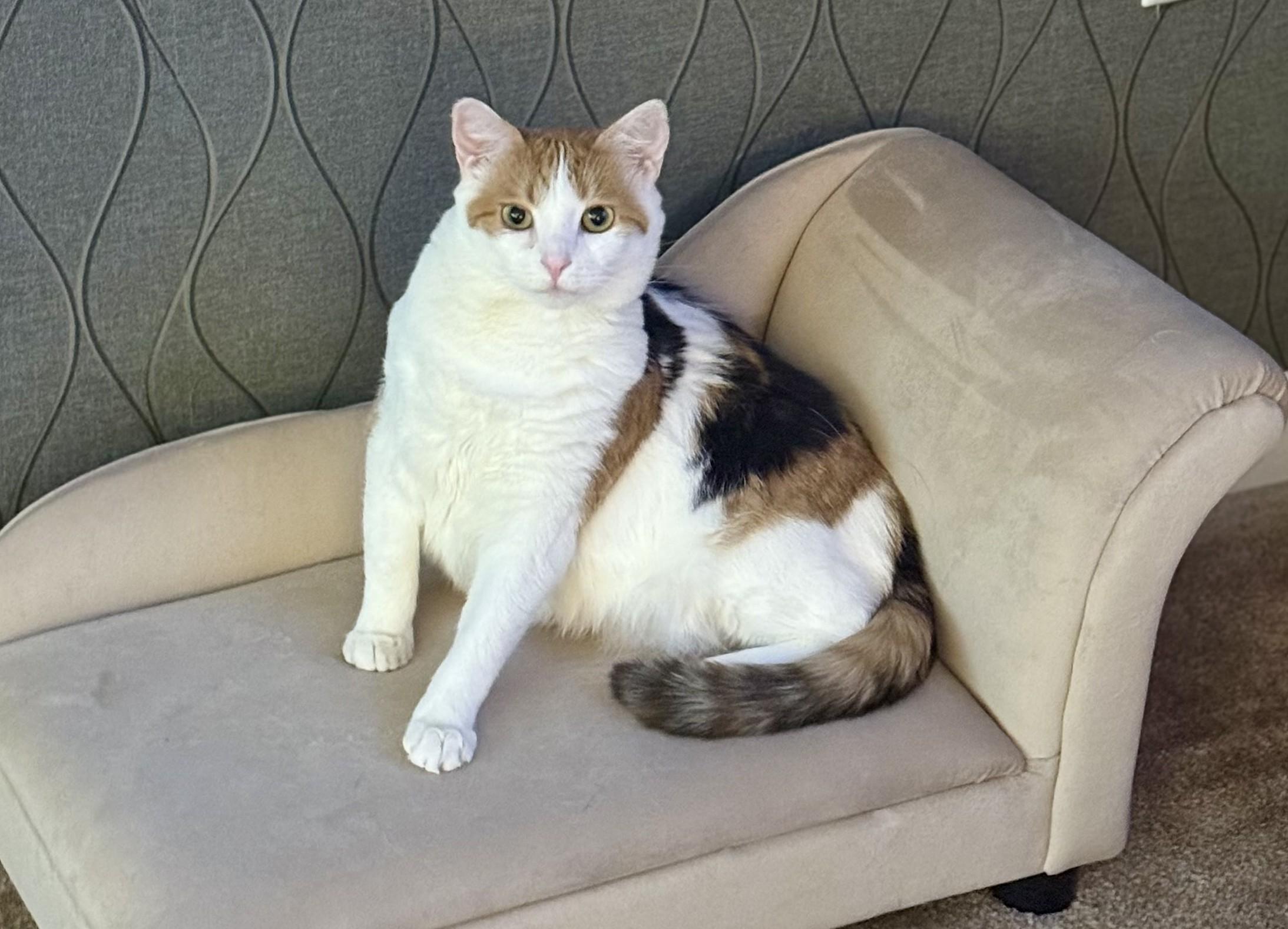 Maxine, adoptable, Young Female Domestic Short Hair.