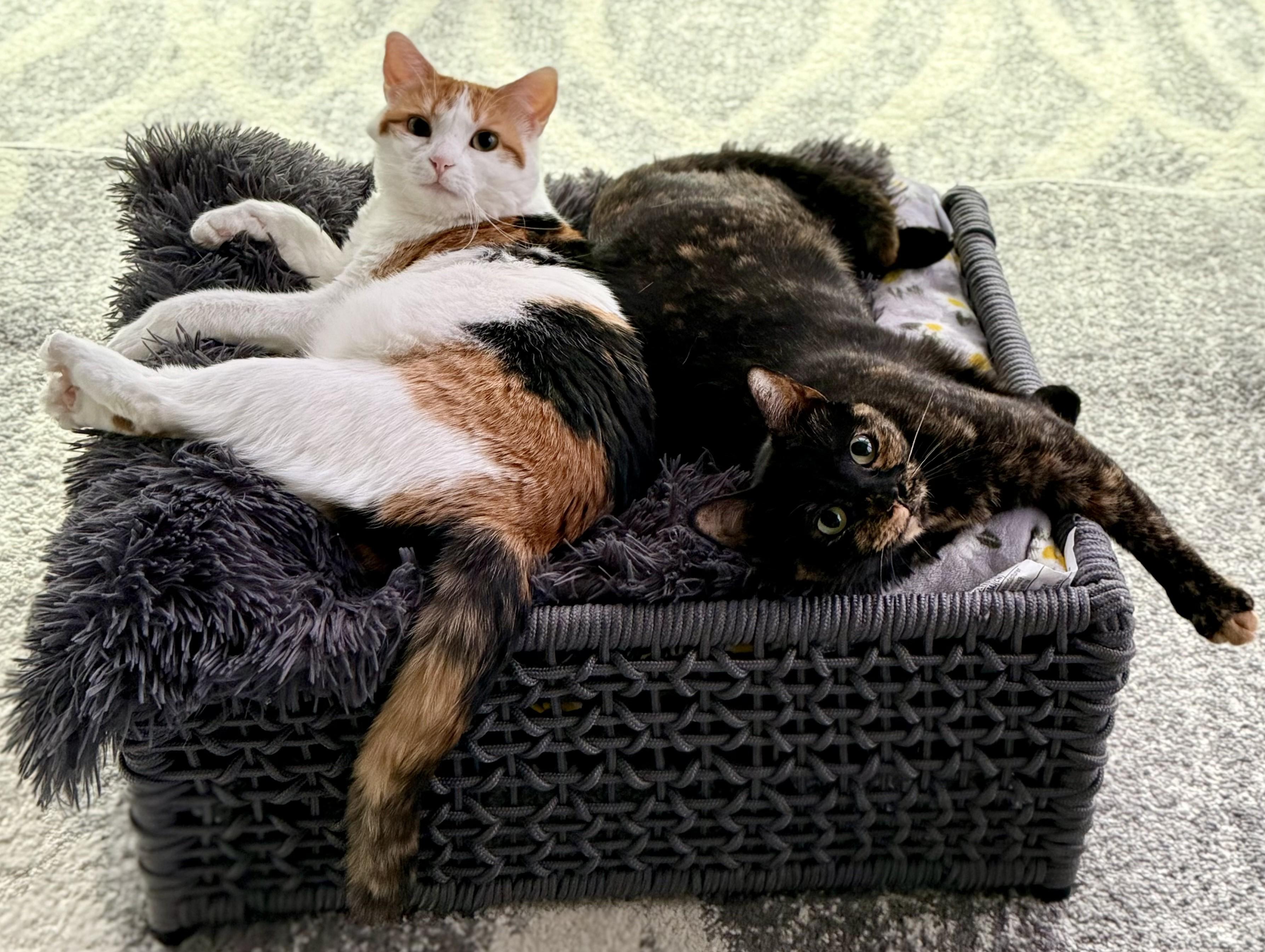 Enlarge Maxine, an adoptable Domestic Short Hair in Dover, DE image 2/4