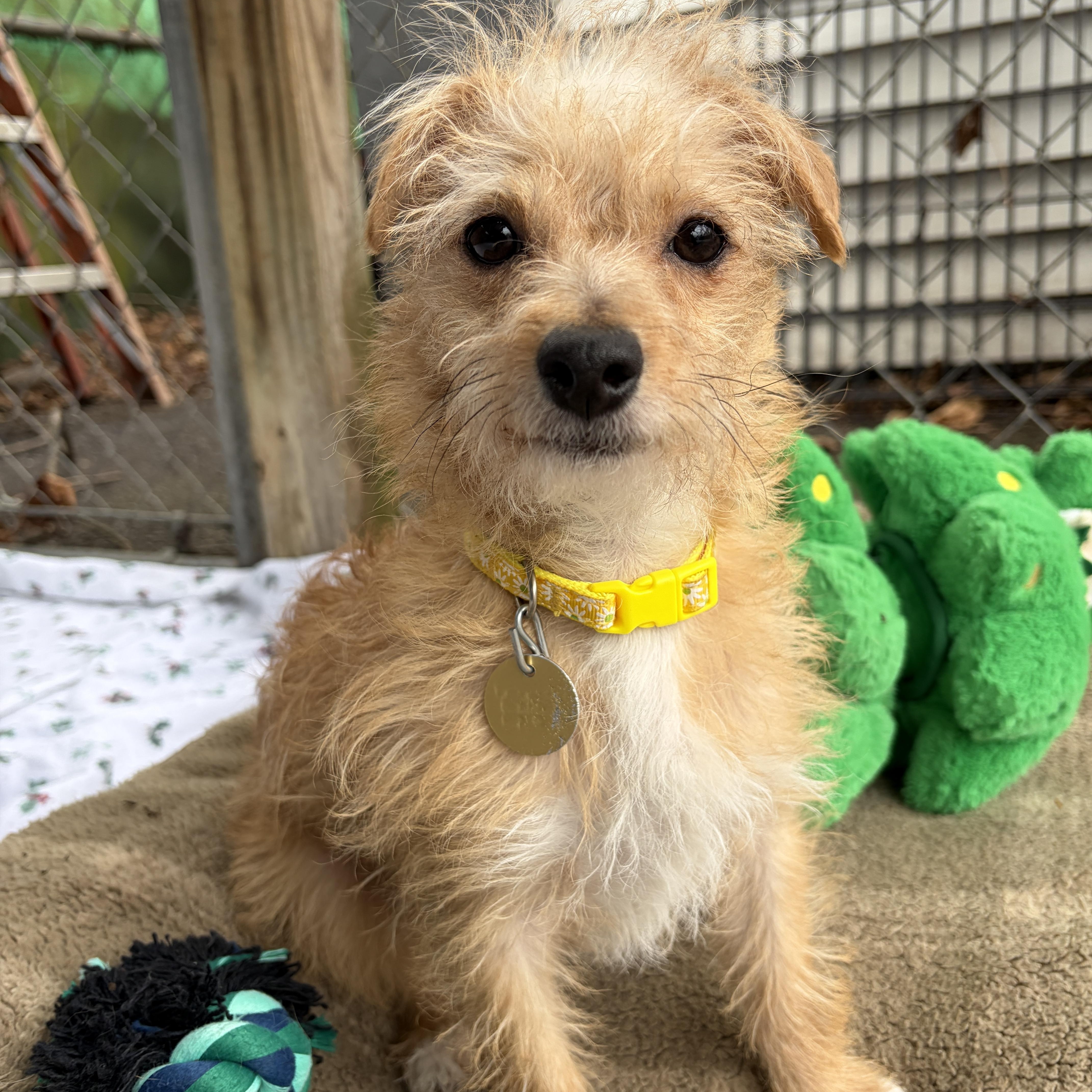 Sara MacLachlan, adopted, Young Female Terrier.