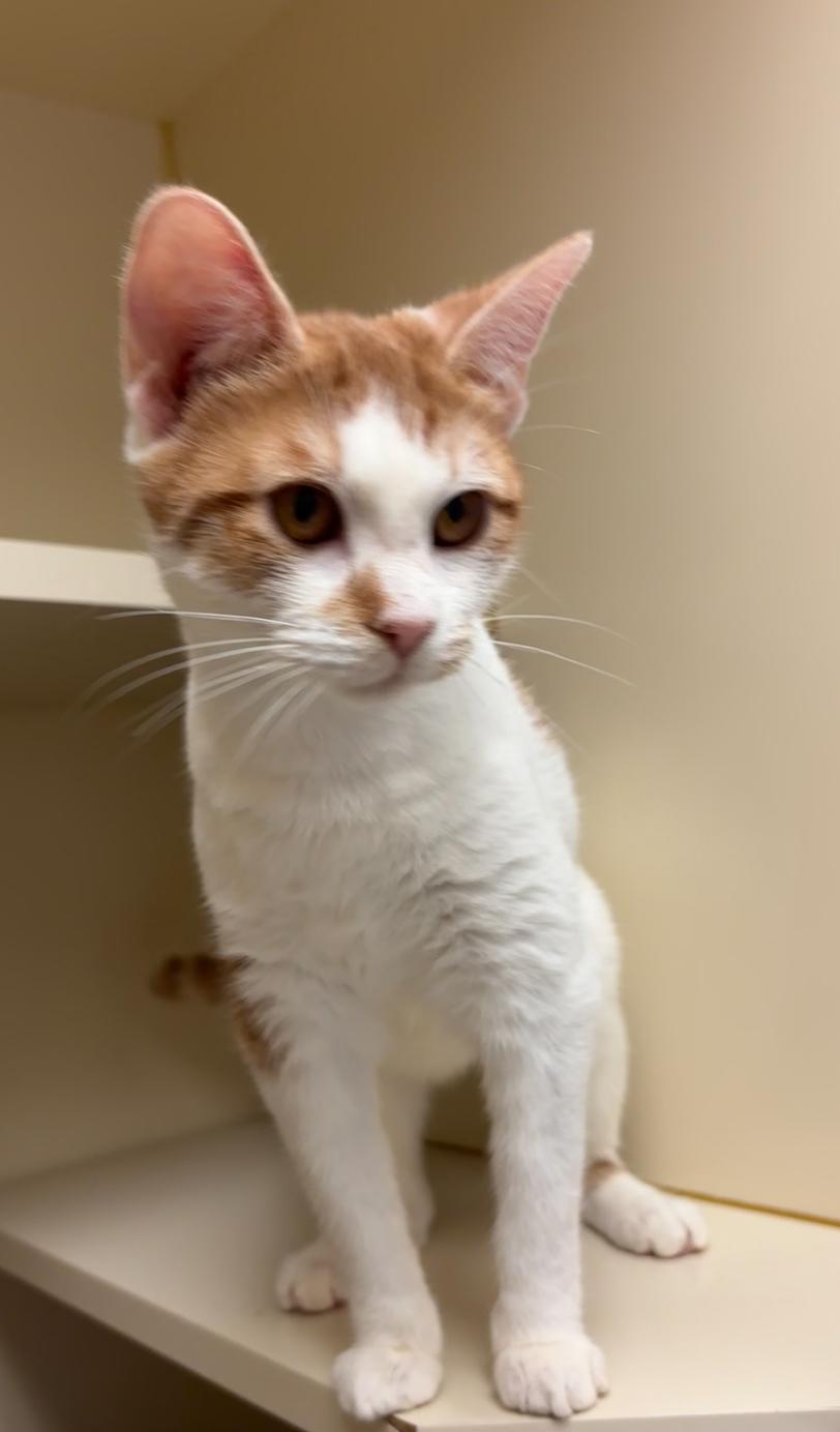 Memphis, an adopted Domestic Short Hair in Quincy, WA image 1/2