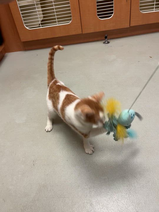 Enlarge Memphis, an adopted Domestic Short Hair in Quincy, WA video 2/2