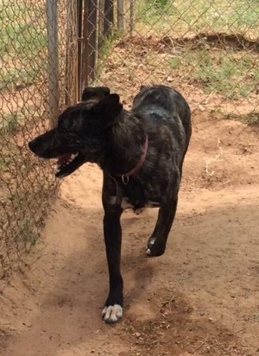 Enlarge Zoey, a Adoptable Dutch Shepherd in Hearne, TX image 2/3