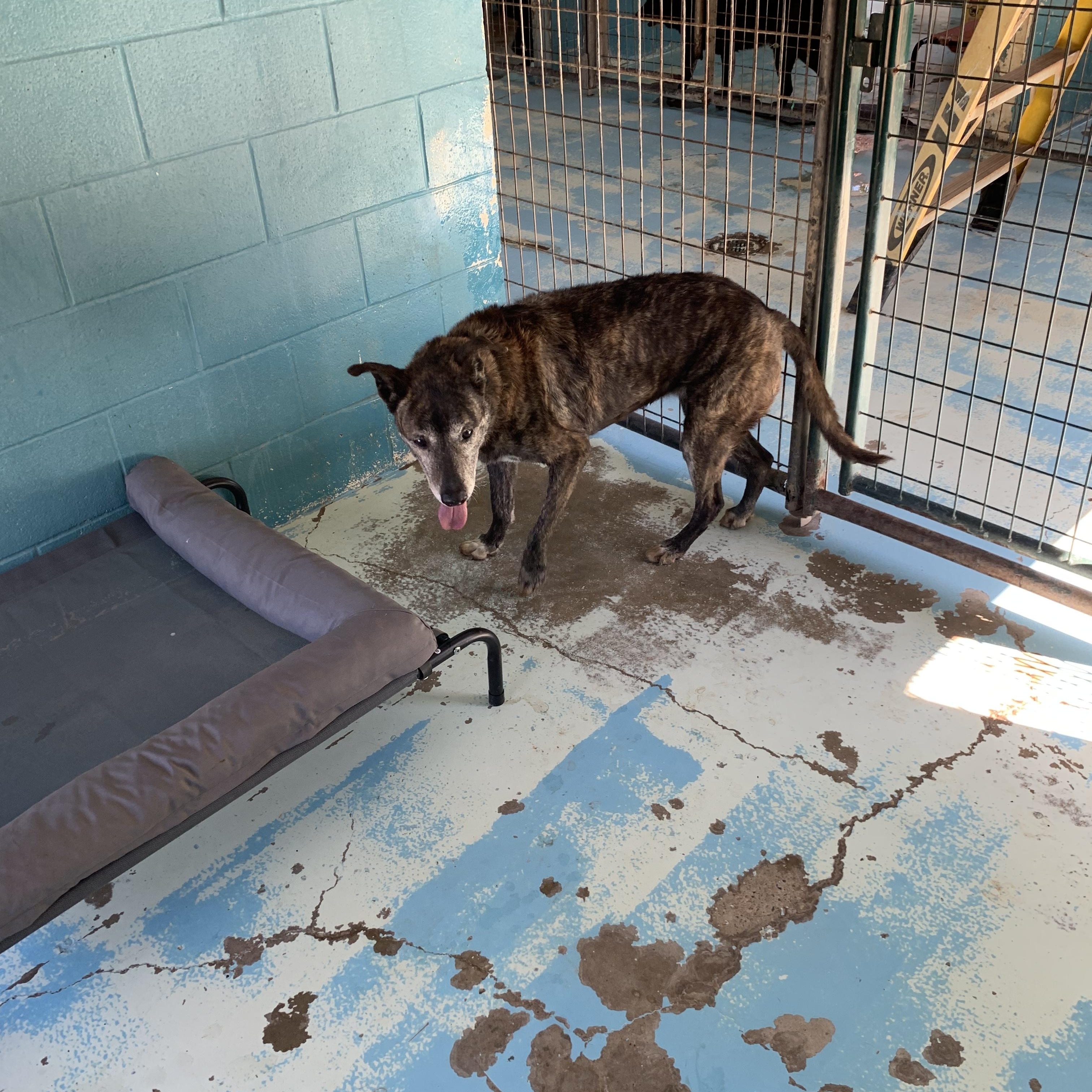 Zoey, Adoptable, Senior Female Dutch Shepherd & Mixed Breed.