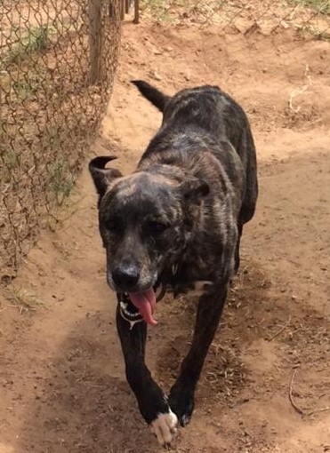 Enlarge Zoey, a Adoptable Dutch Shepherd in Hearne, TX image 3/3