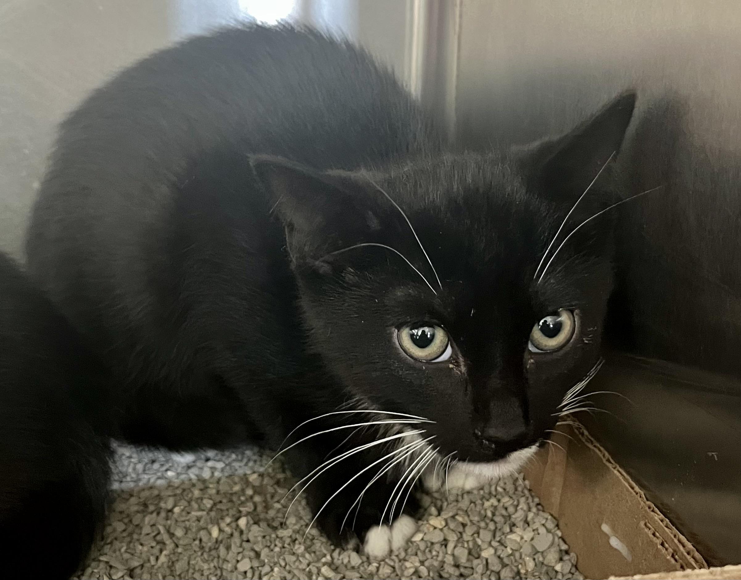 Pepsi, Baby Male Domestic Short Hair