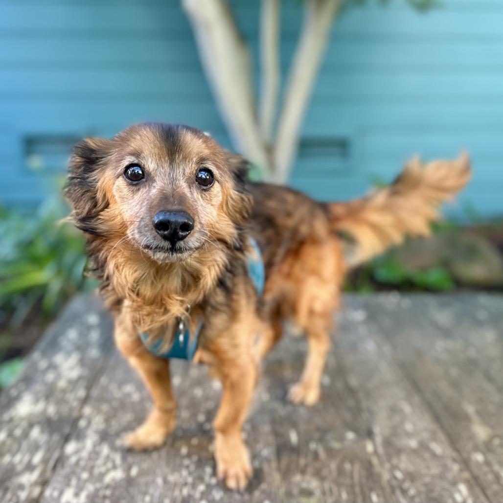 Jorge, Adoptable, Senior Male Dachshund.