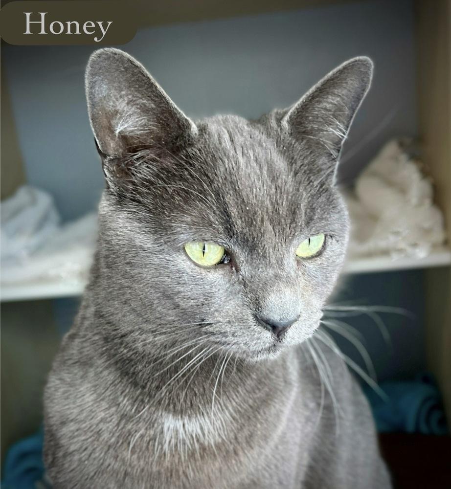 Honey, Adoptable, Young Male Domestic Short Hair.