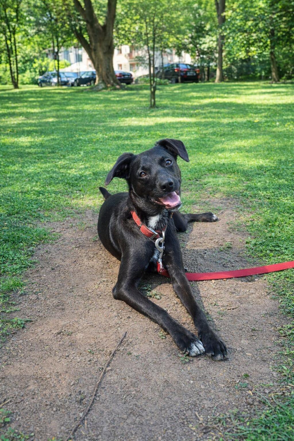 Enlarge Abba, a Adoptable mixed breed in nanaimo, BC image 1/4