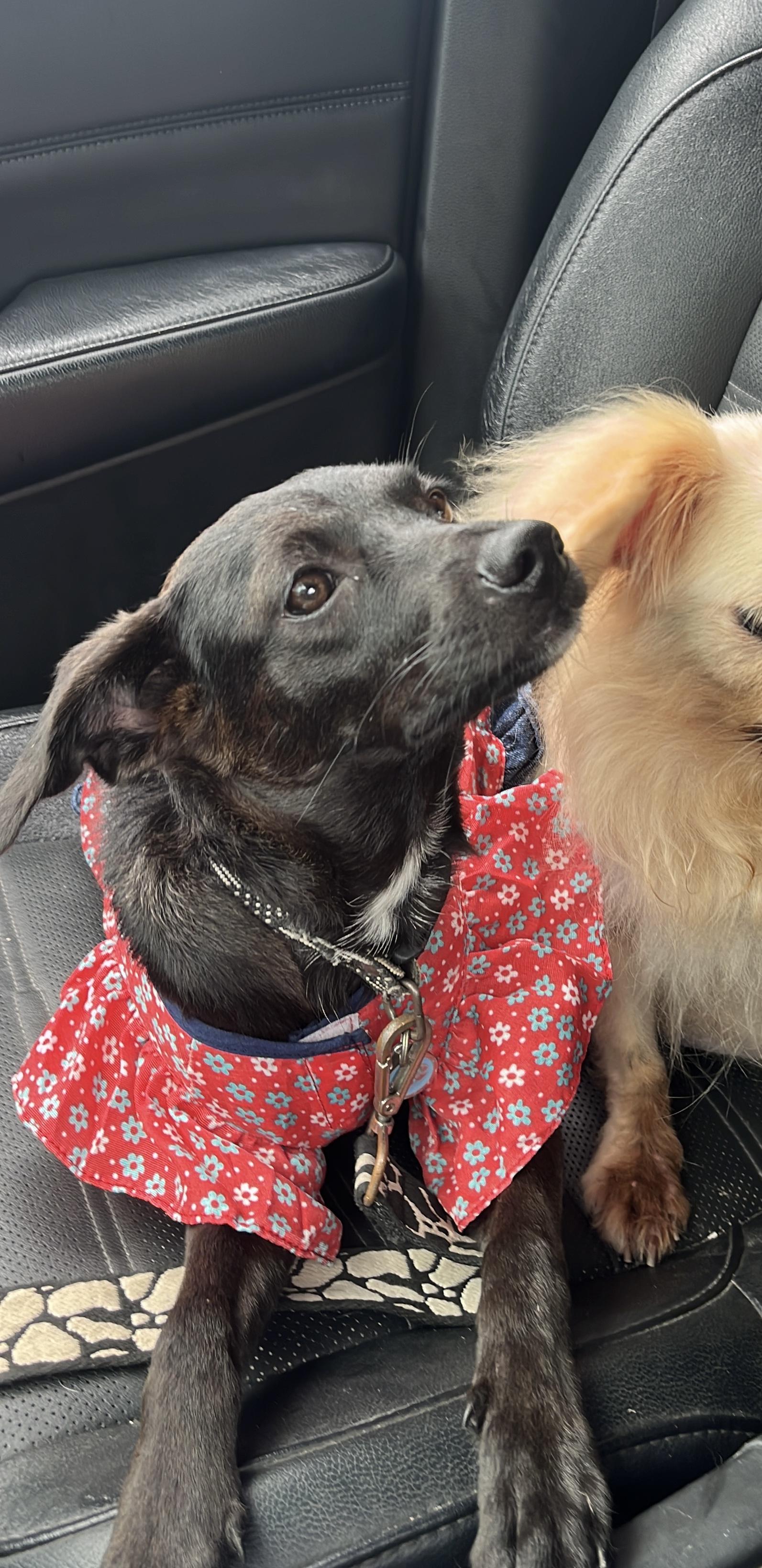 Enlarge Abba, a Adoptable mixed breed in nanaimo, BC image 3/4