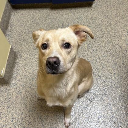 Leon, a Adoptable mixed breed in Merriam, KS image 2/2