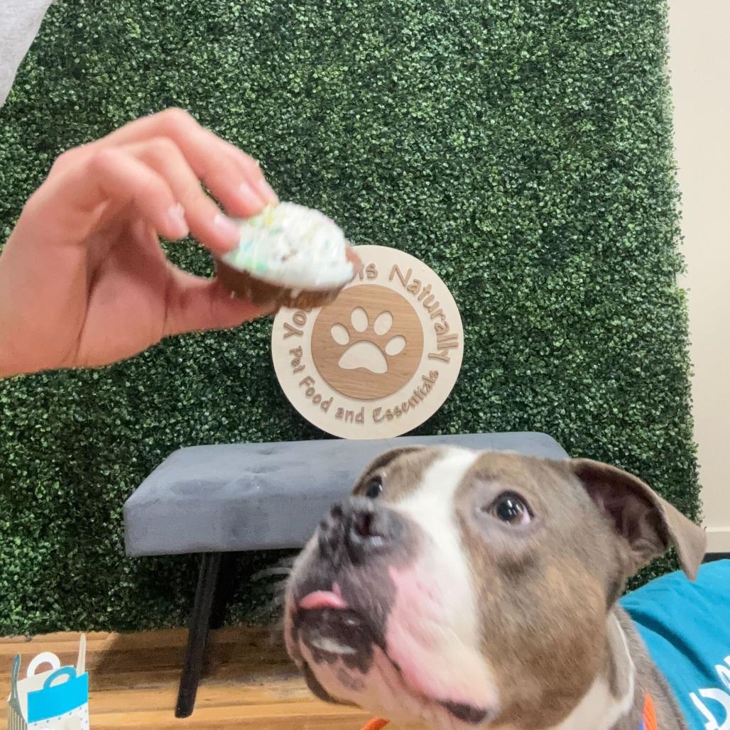 Slinky, Adoptable, Young Male American Staffordshire Terrier.