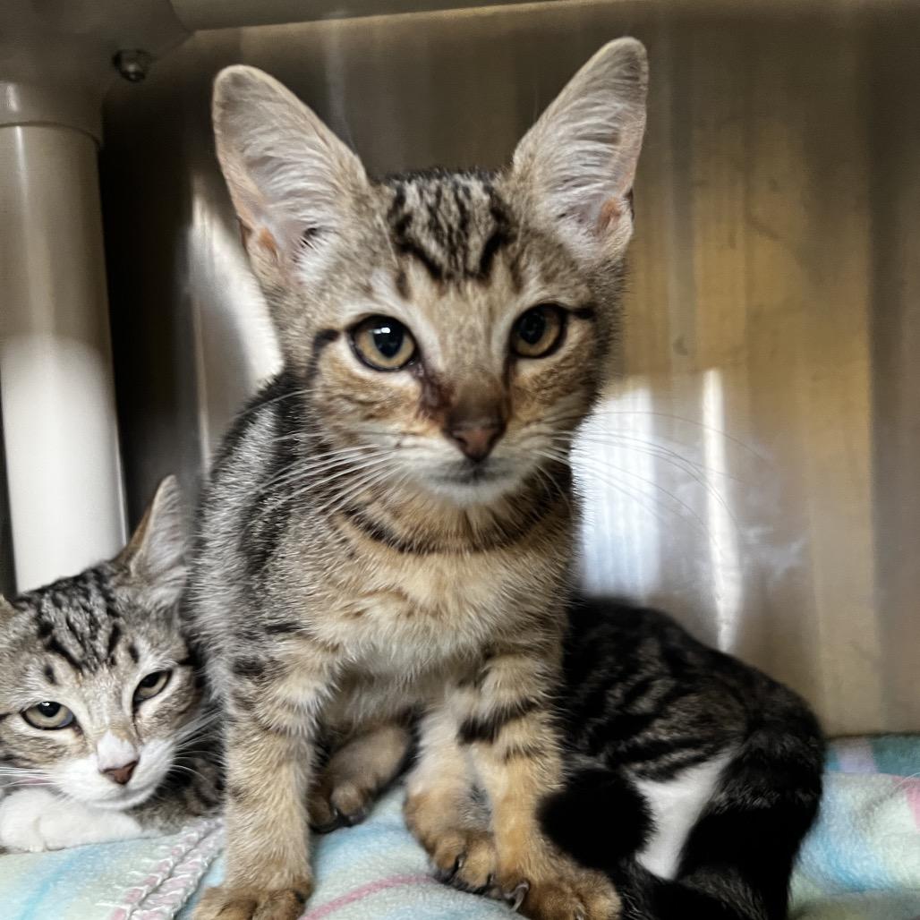 Enlarge Marco, a Adoptable Domestic Short Hair in Harrisville, WV image 1/3