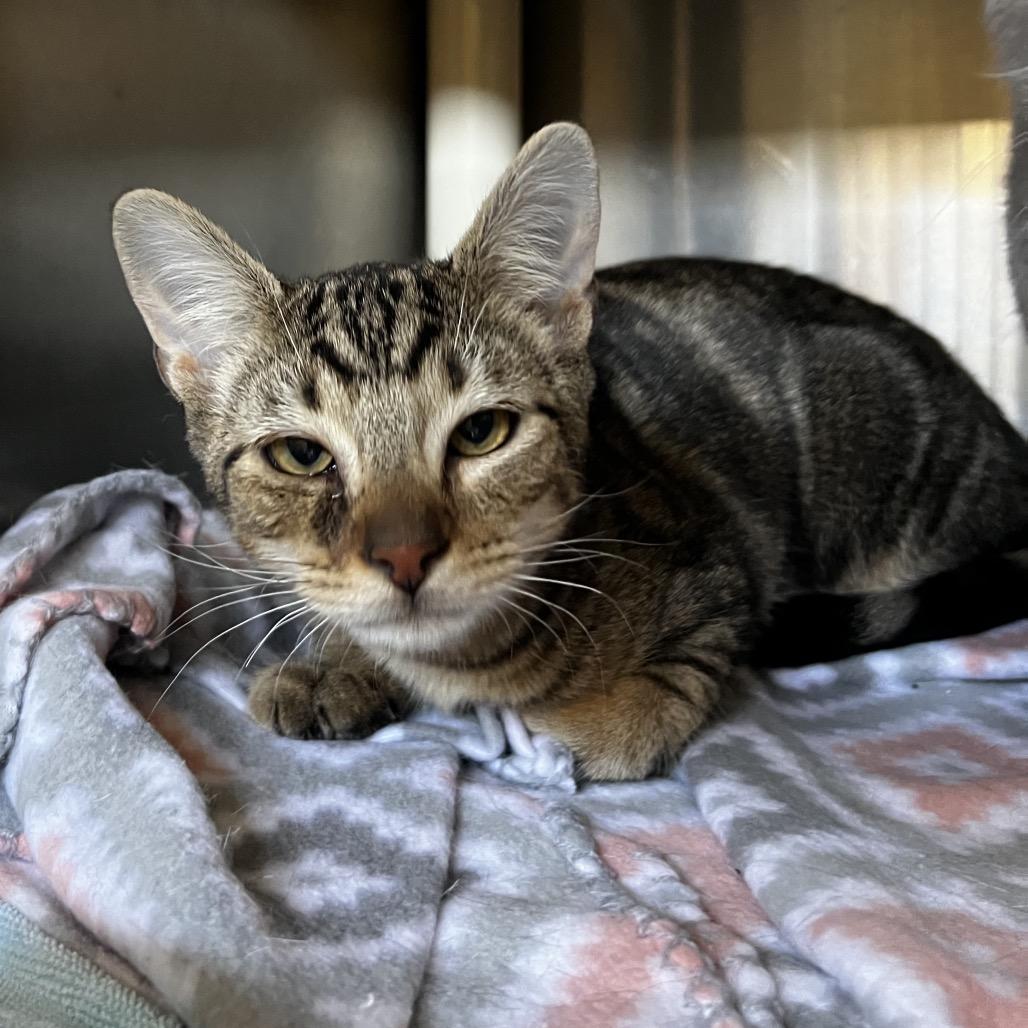 Enlarge Marco, a Adoptable Domestic Short Hair in Harrisville, WV image 2/3