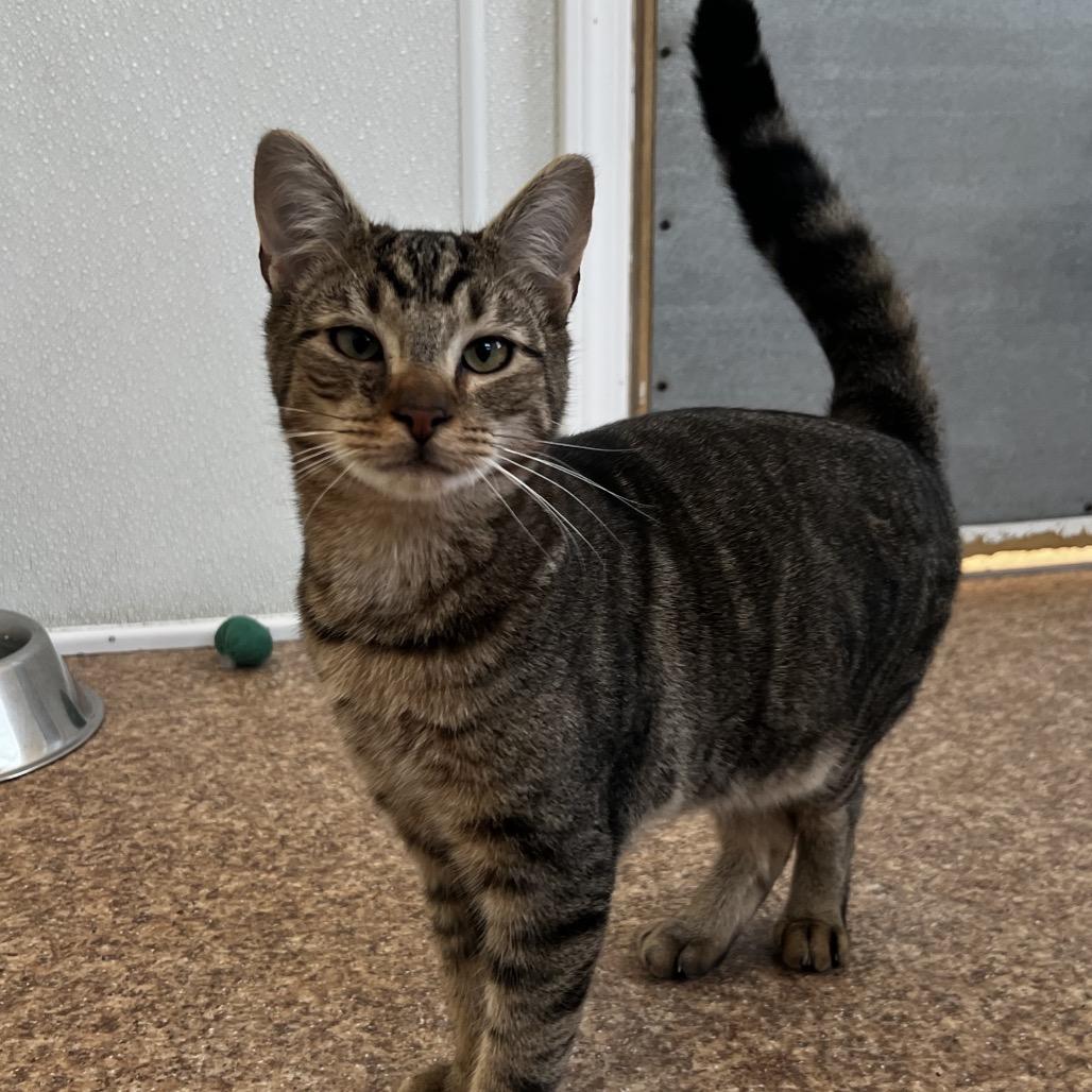 Enlarge Marco, a Adoptable Domestic Short Hair in Harrisville, WV image 3/3