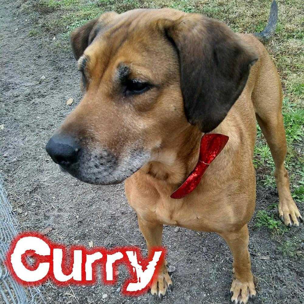 CURRY, a Adopted mixed breed in Grand Island, FL image 1/6