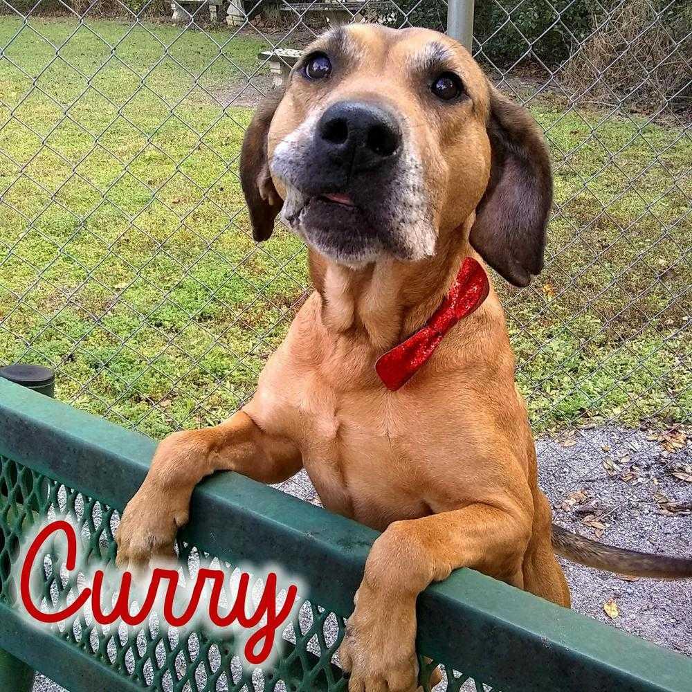 CURRY, Adopted, Adult Male Black Mouth Cur.