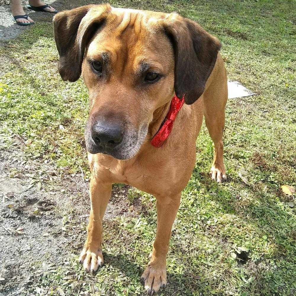 CURRY, a Adopted mixed breed in Grand Island, FL image 6/6