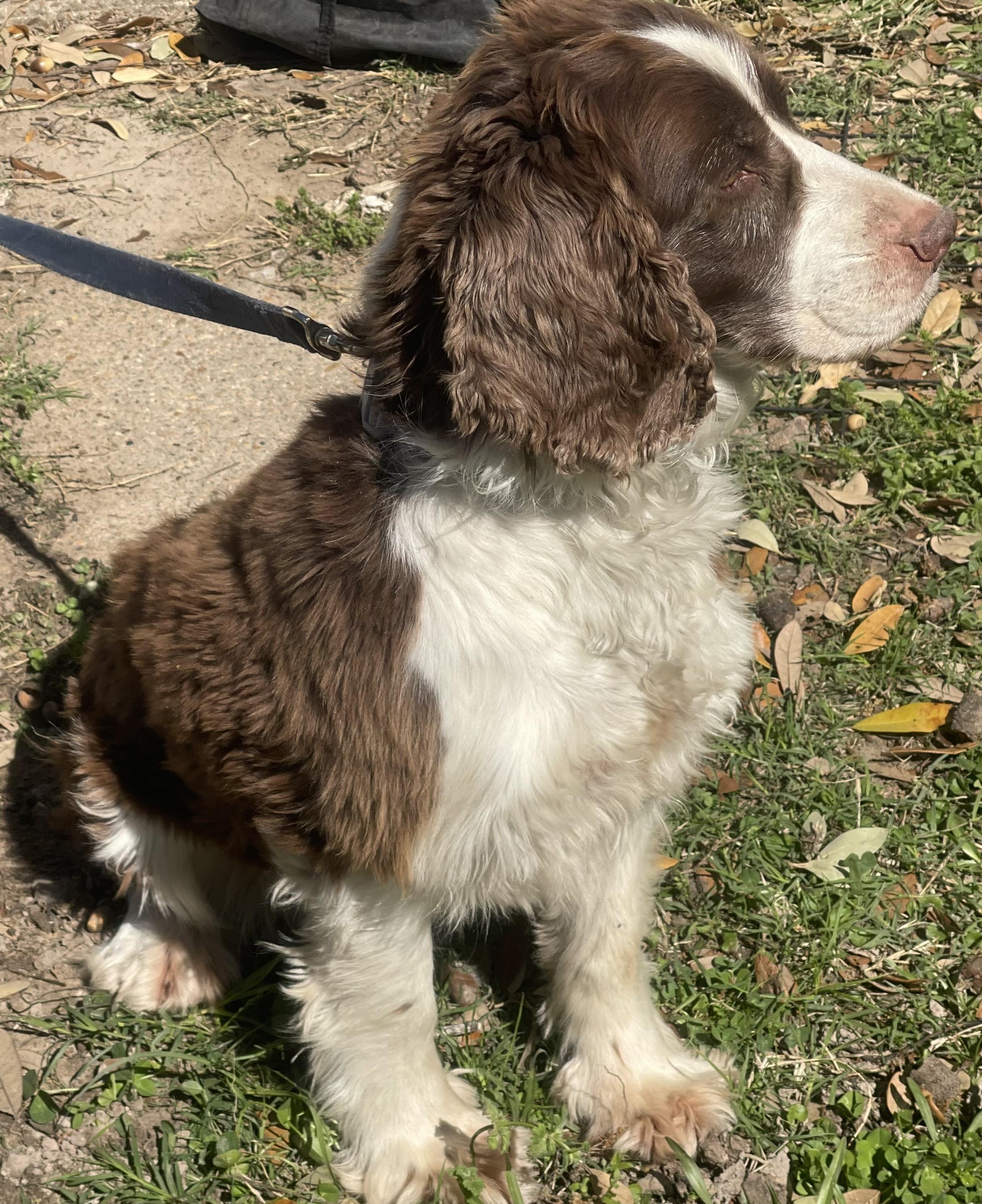 Enlarge Sue, an adopted English Springer Spaniel in Olympia, WA image 2/2