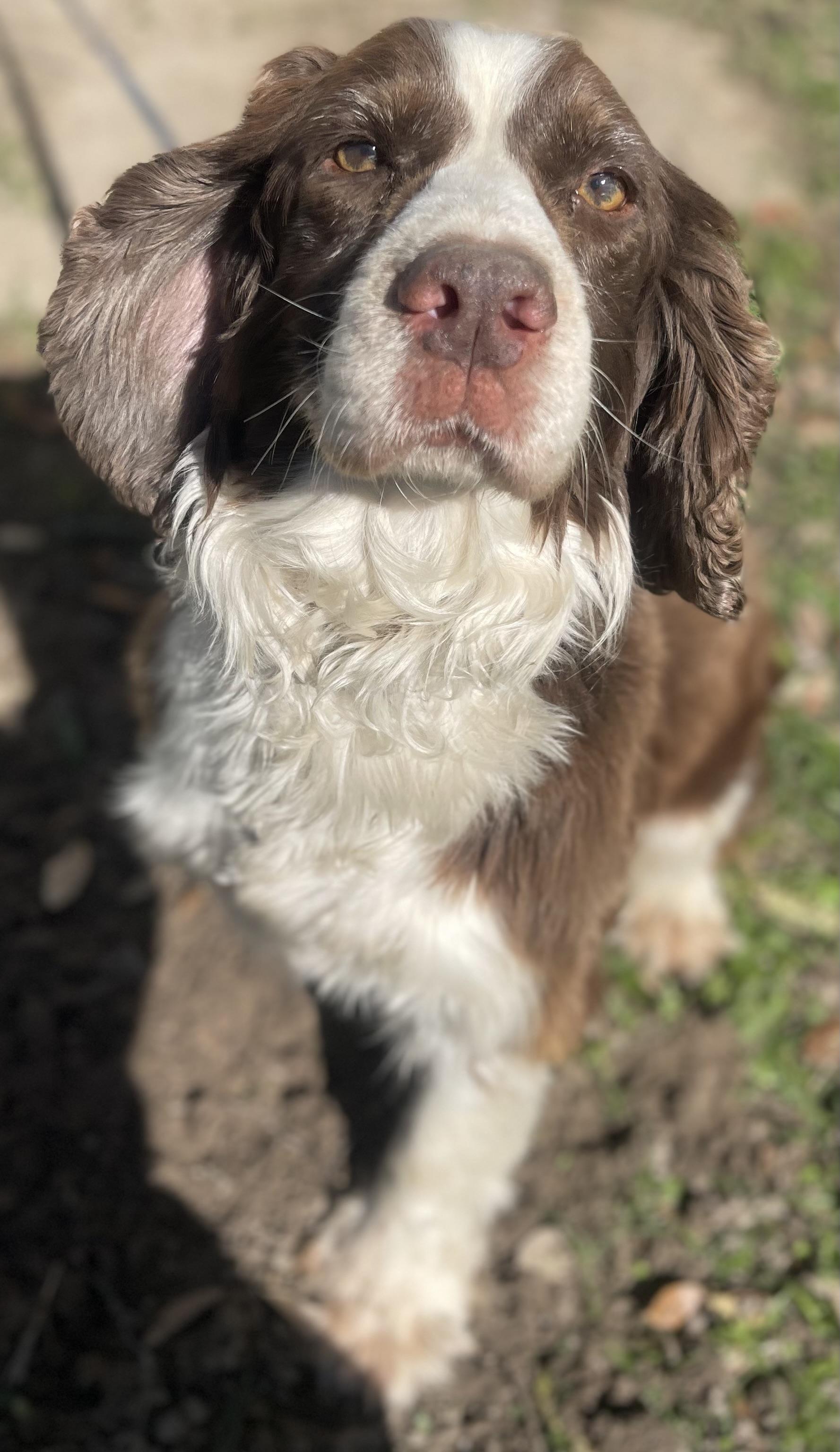 Enlarge Sue, an adopted English Springer Spaniel in Olympia, WA image 1/2