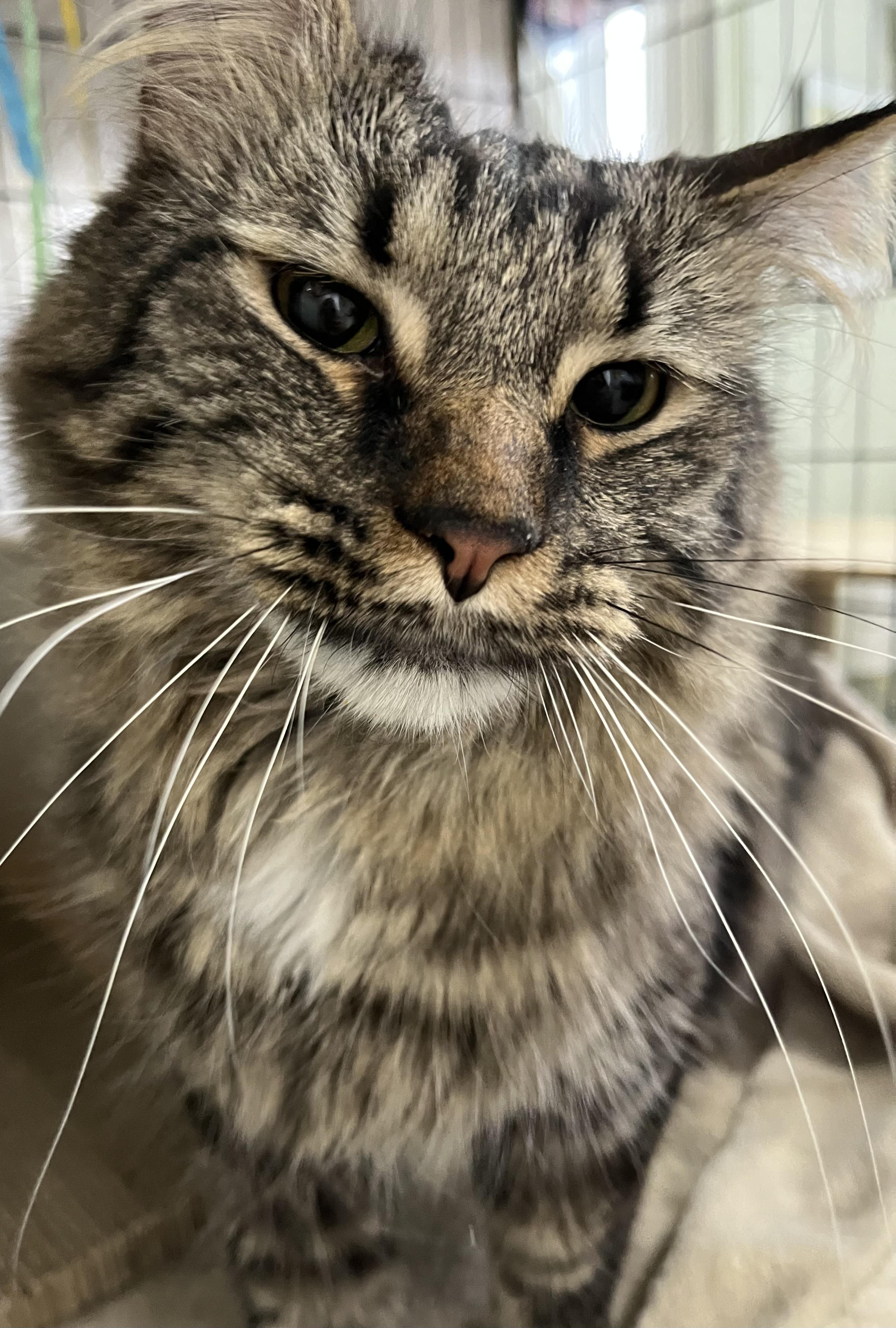 Enlarge Sir Maxwell , an adopted mixed breed in Moline, IL image 1/5