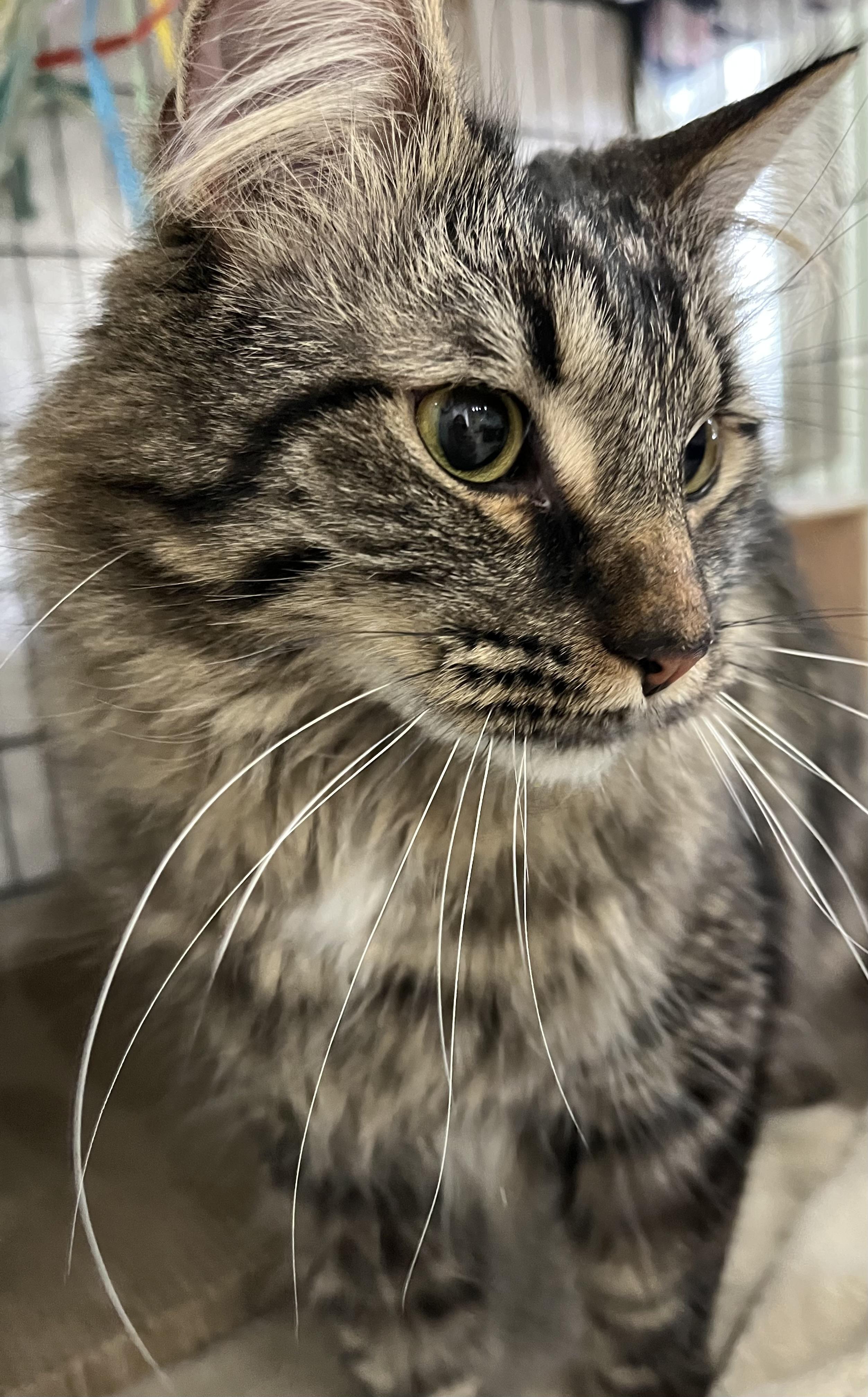 Enlarge Sir Maxwell , an adopted mixed breed in Moline, IL image 5/5