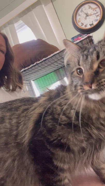 Enlarge Sir Maxwell , an adopted mixed breed in Moline, IL video 2/5