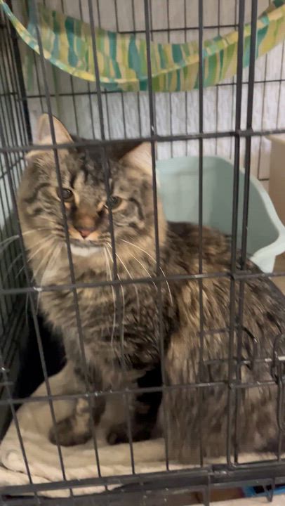 Enlarge Sir Maxwell , an adopted mixed breed in Moline, IL video 4/5