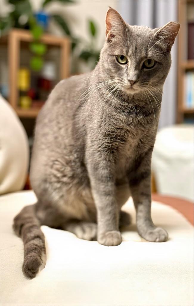 Beckham, a Adoptable Domestic Short Hair in Augusta, GA image 1/3