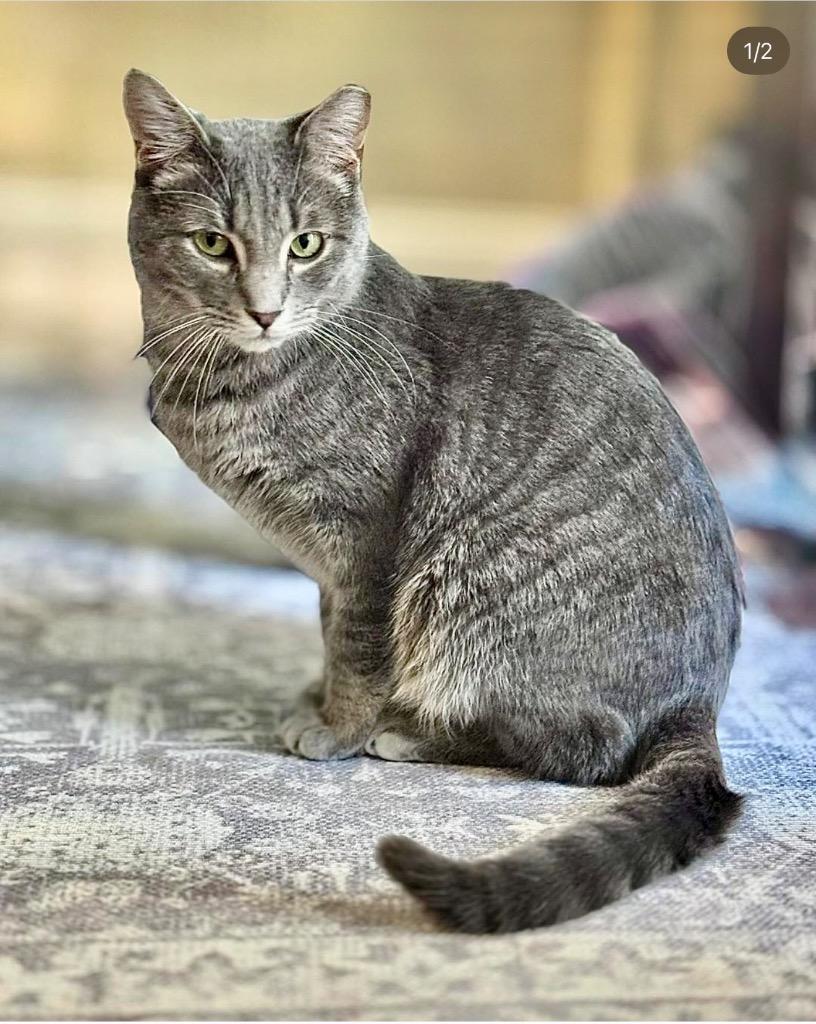 Beckham, a Adoptable Domestic Short Hair in Augusta, GA image 2/3