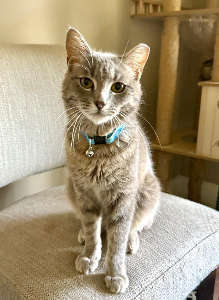 Beckham, a Adoptable Domestic Short Hair in Augusta, GA image 2/2