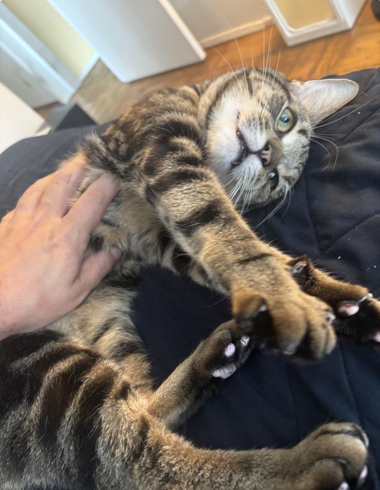 Ambrose, Adoptable, Adult Male Domestic Short Hair.
