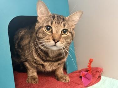 Enlarge Ambrose, a Adoptable mixed breed in New York, NY image 5/6