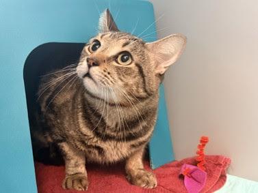 Enlarge Ambrose, a Adoptable mixed breed in New York, NY image 6/6