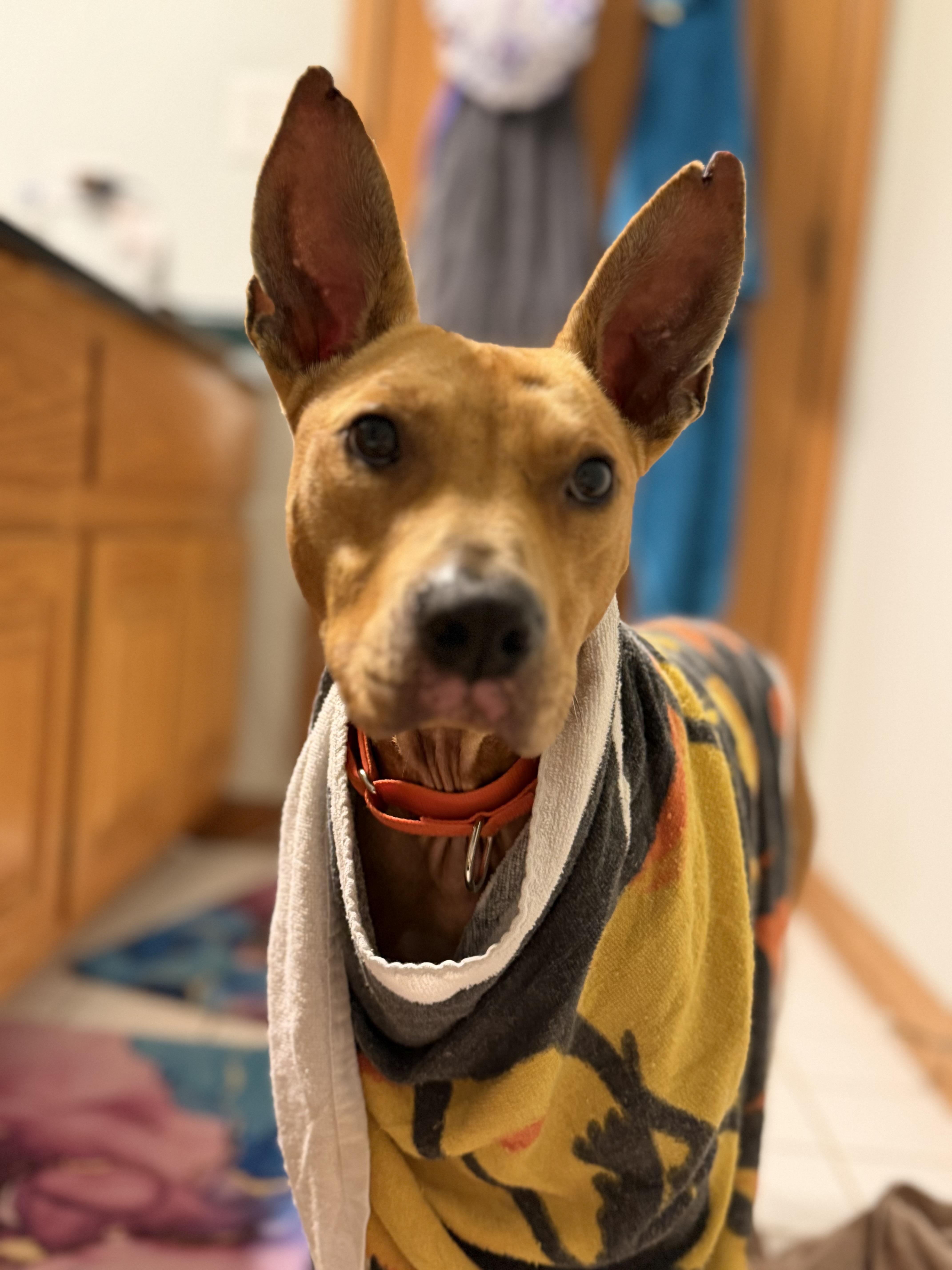 Enlarge Foster Zoran!, a ADOPTABLE mixed breed in Oswego, IL image 5/5