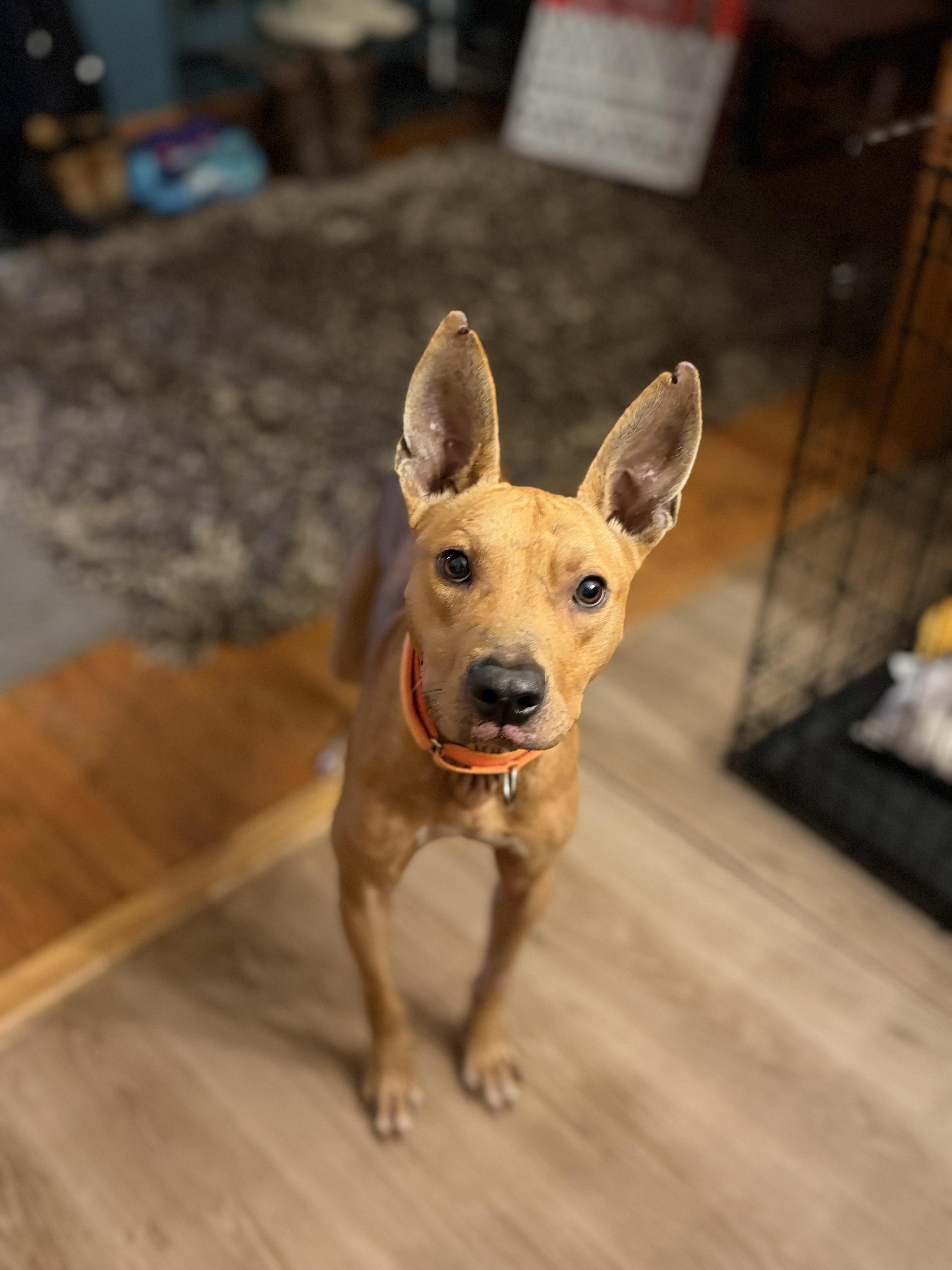 Enlarge Foster Zoran!, a ADOPTABLE mixed breed in Oswego, IL image 1/5