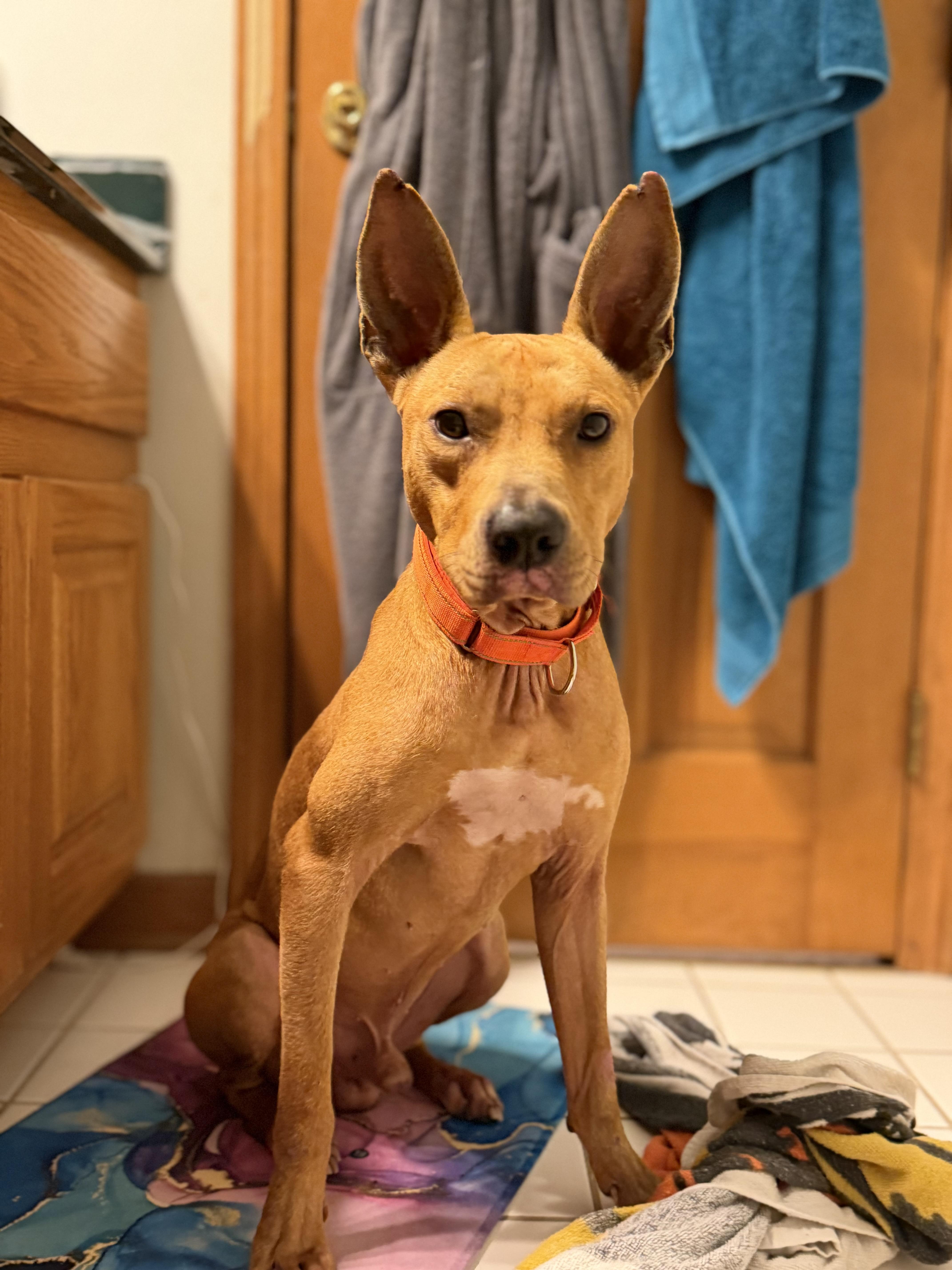 Enlarge Foster Zoran!, a ADOPTABLE mixed breed in Oswego, IL image 4/5