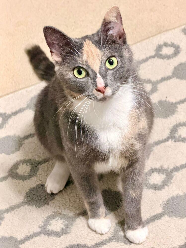 Zara, Adoptable, Adult Female Domestic Short Hair.