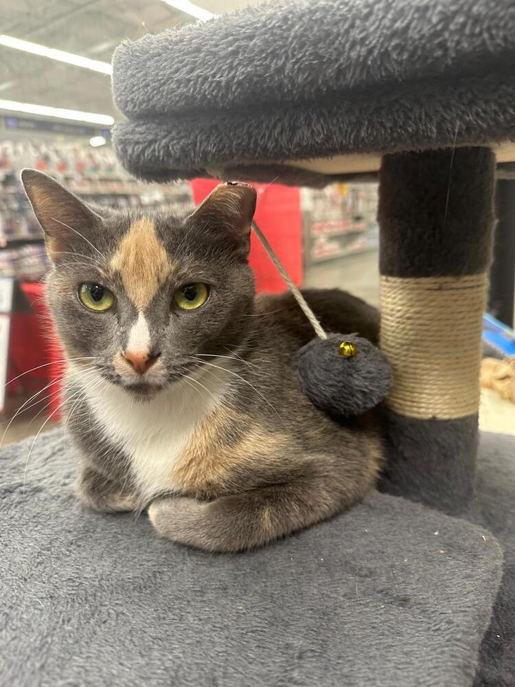 Enlarge Zara, a Adoptable Domestic Short Hair in Orlando, FL image 2/5