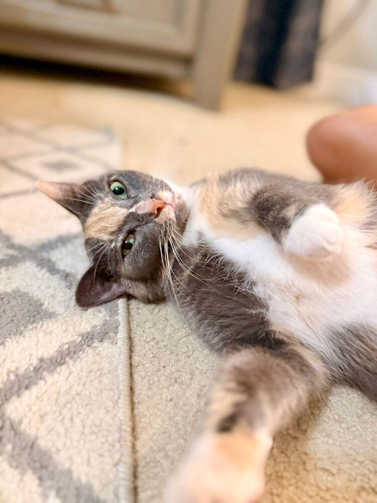 Enlarge Zara, a Adoptable Domestic Short Hair in Orlando, FL image 3/5