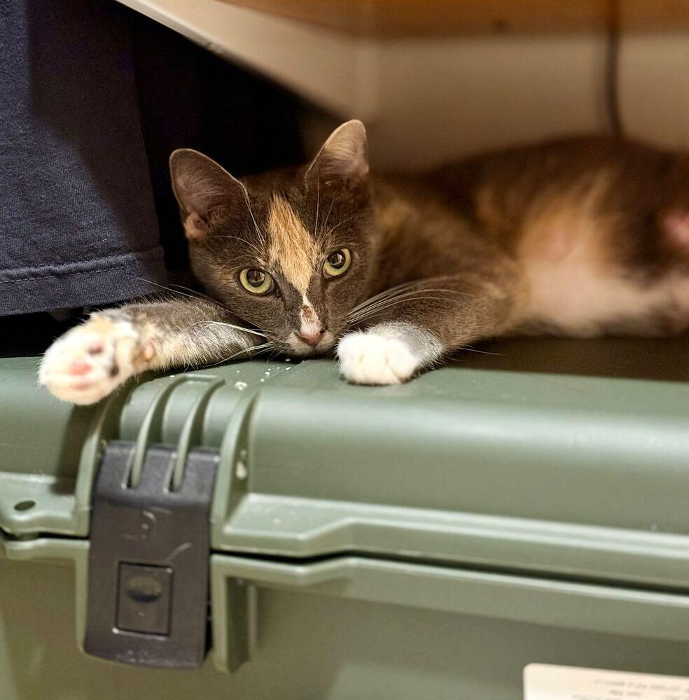 Enlarge Zara, a Adoptable Domestic Short Hair in Orlando, FL image 4/5